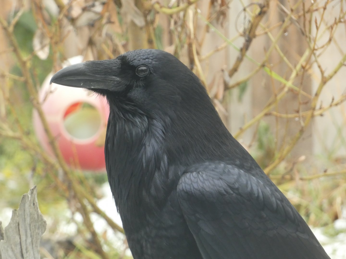 Igor (Common raven)