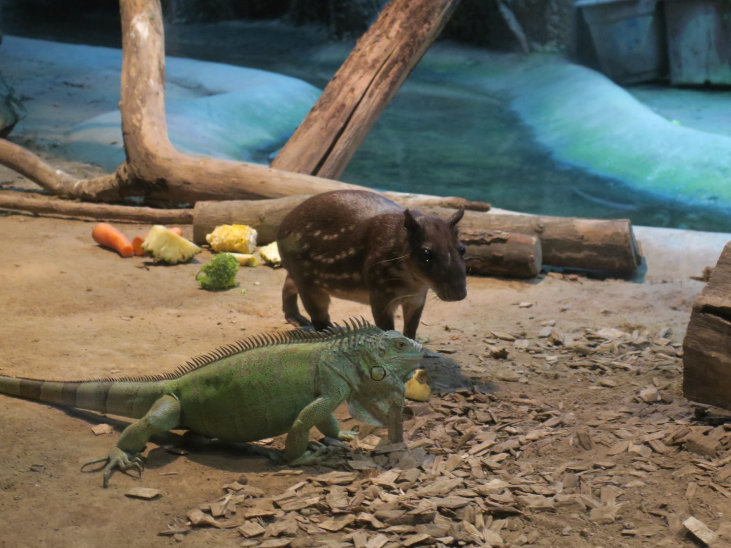 Iguana and paca