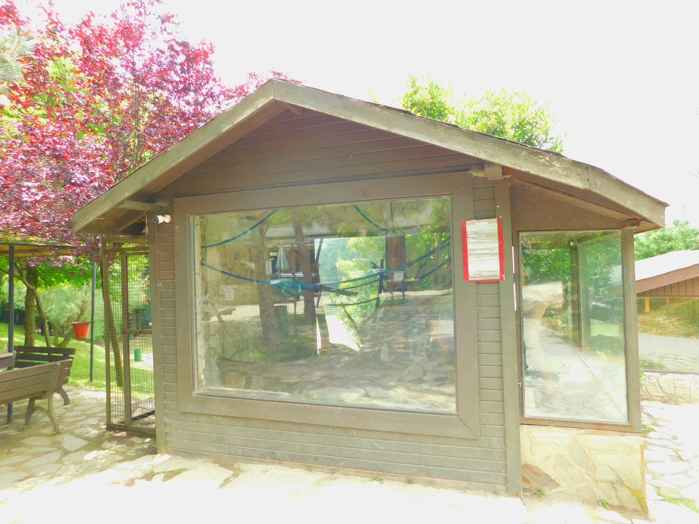 Iguana and the Smaller Snakes