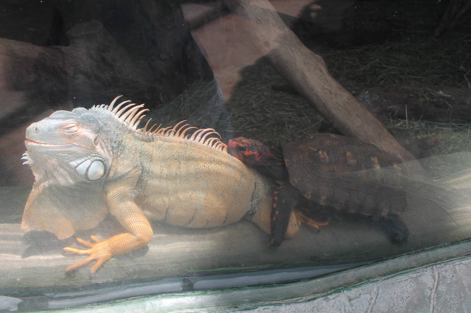 Iguana and tortoise - June 2013