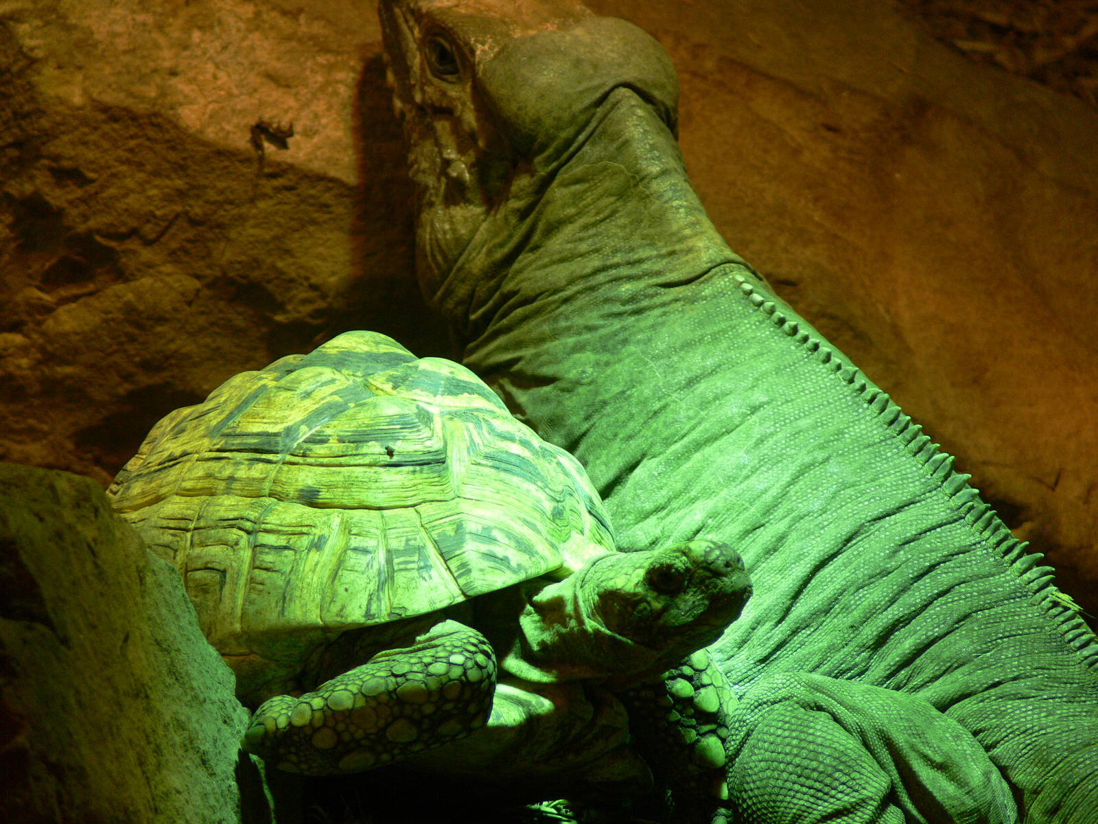 Iguana and Tortoise mix at Blackpool Zoo, 19/10/13