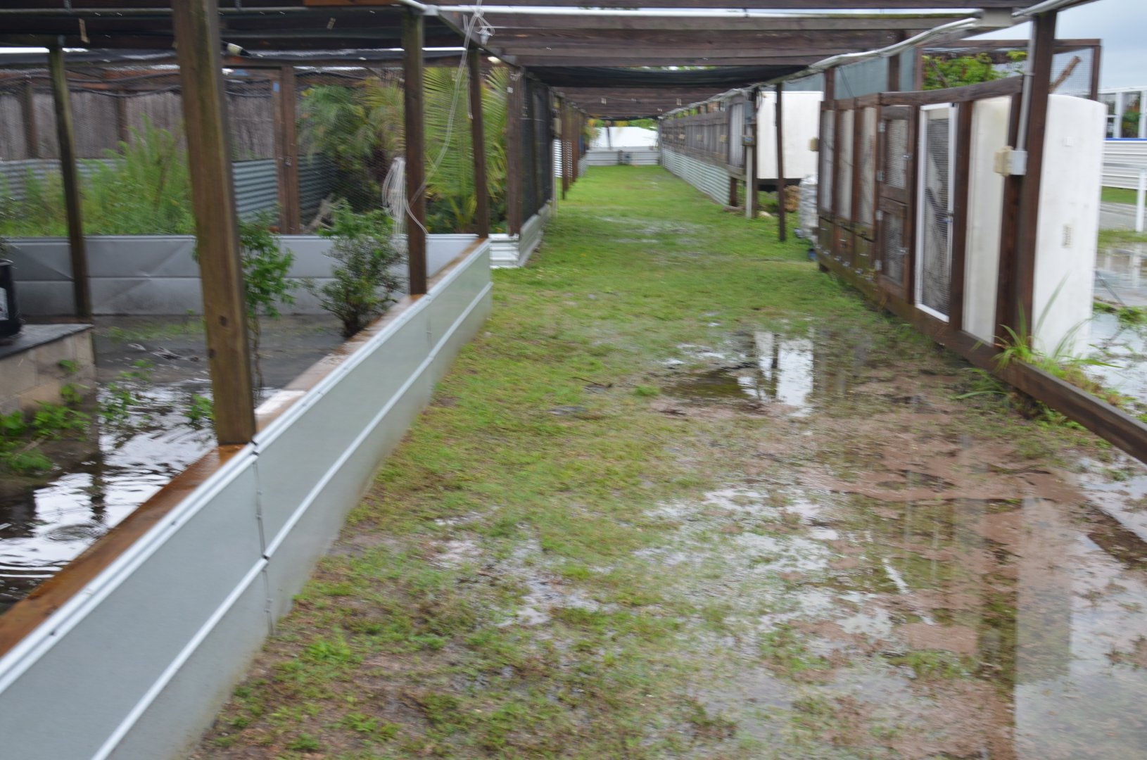 Iguana and Turtle Row