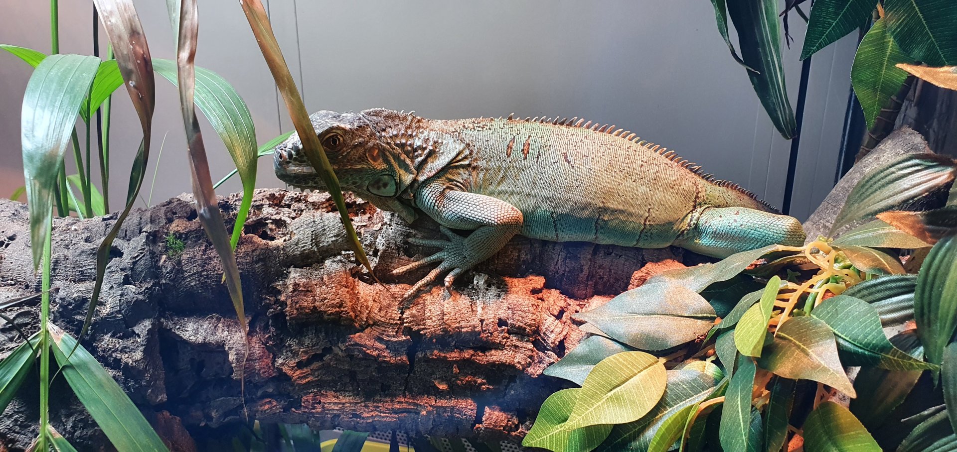 Iguana at dartmoor zoo