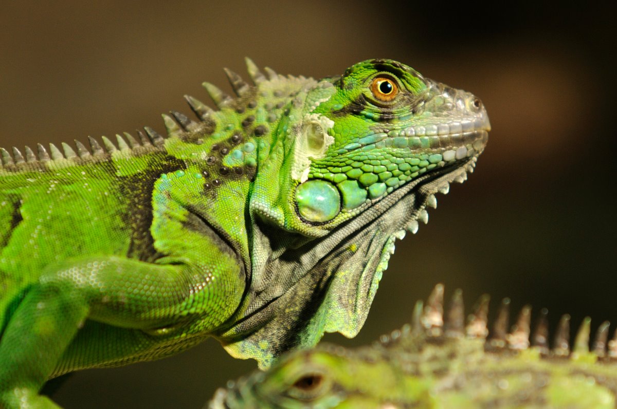 Iguana at Hamburg