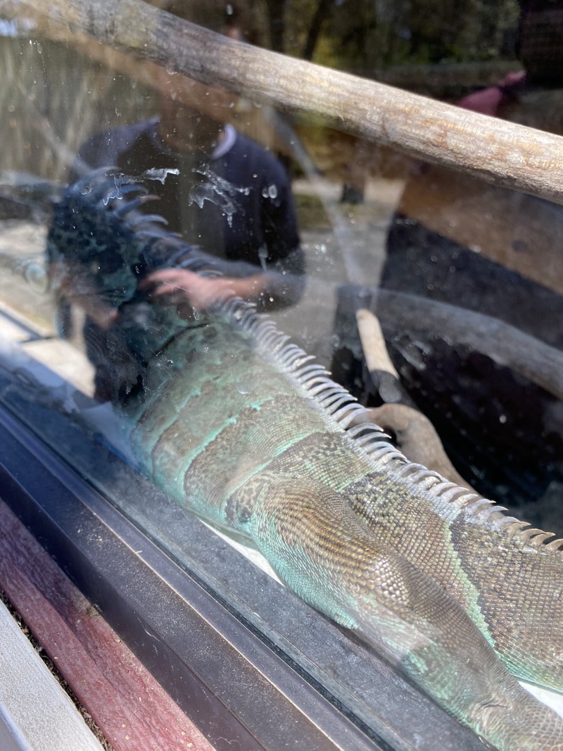 Iguana at zoo in forest park, ID?