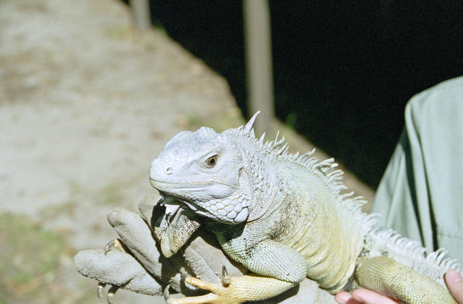 Iguana - Australian Reptile Park - 1999