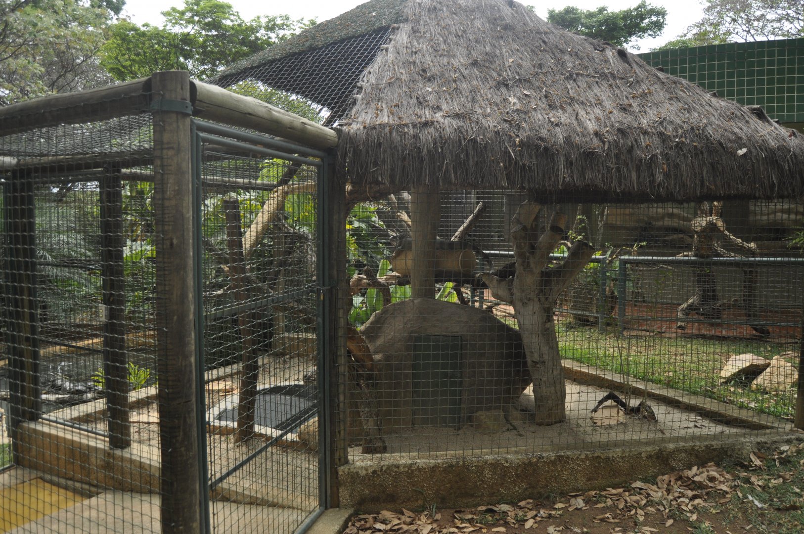 Iguana aviary