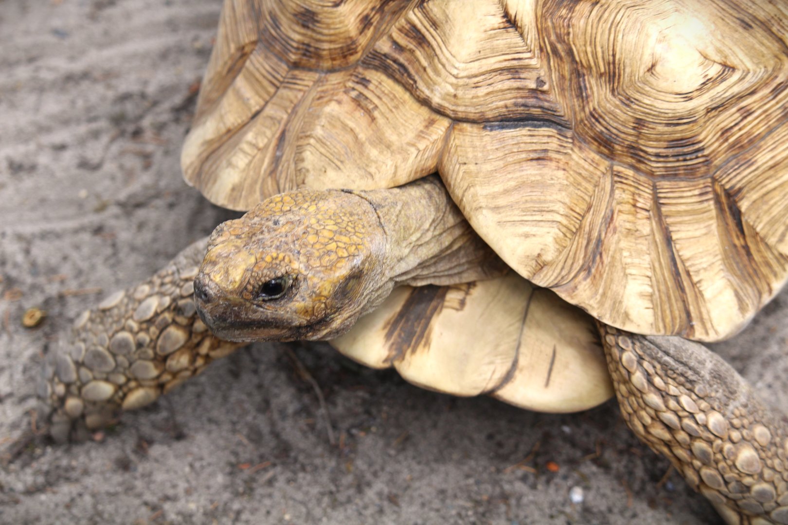 Iguana Cabana - African Spurred Tortoise