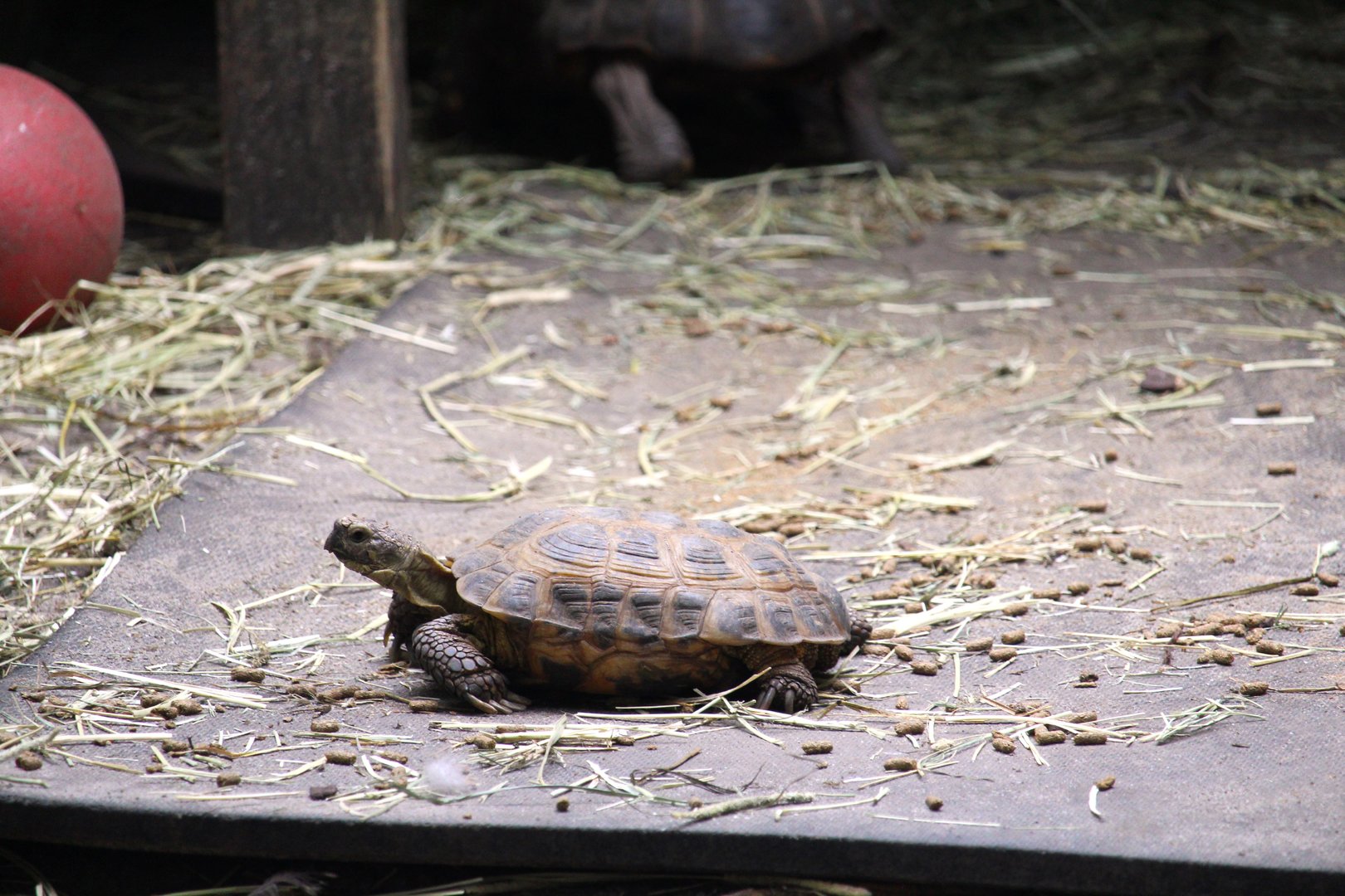 Iguana Cabana - Russian Tortoise