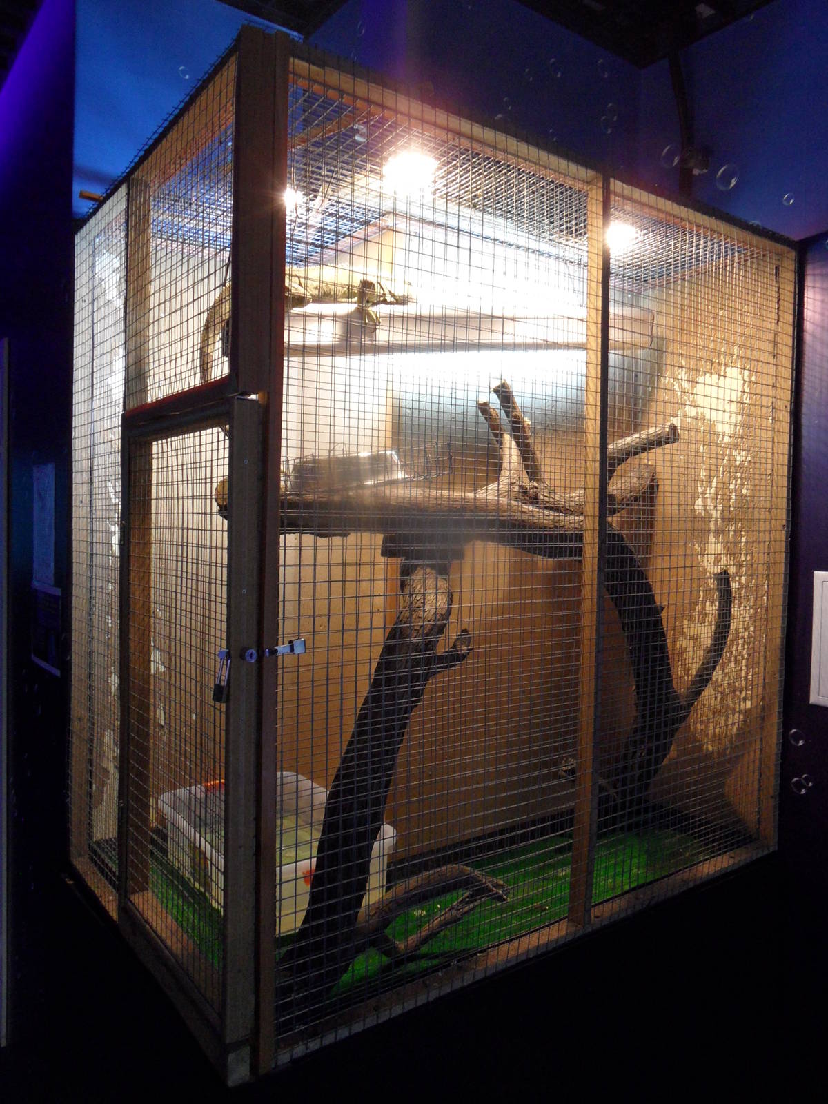 Iguana cage