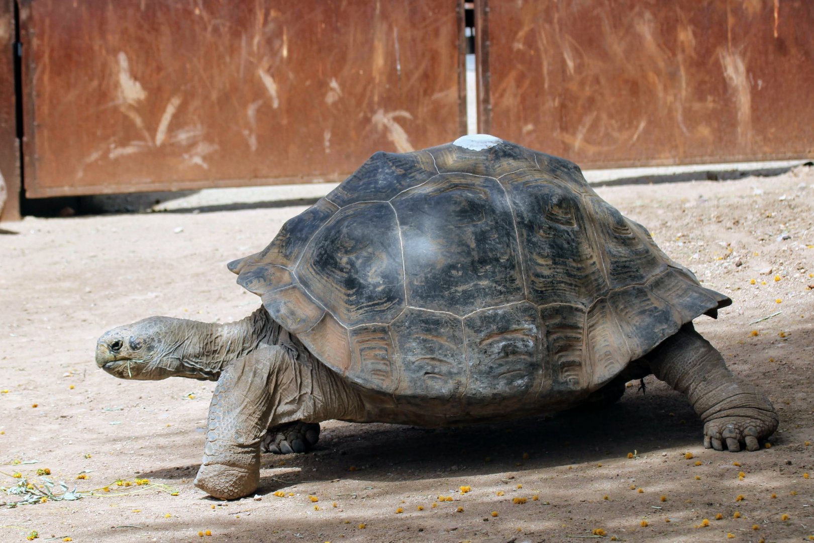 Iguana Cove Giant Tortoise