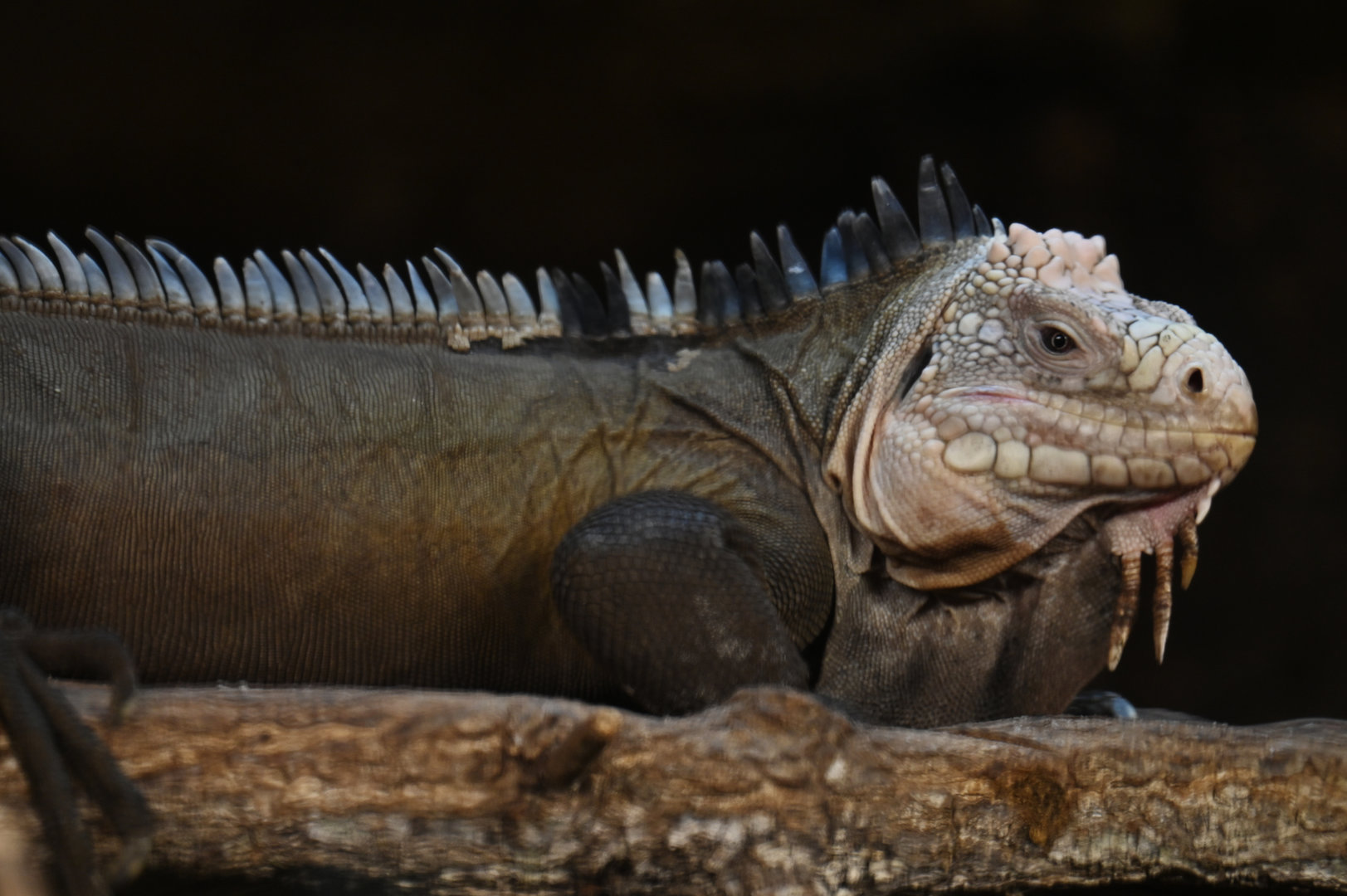 Iguana delicatissima
