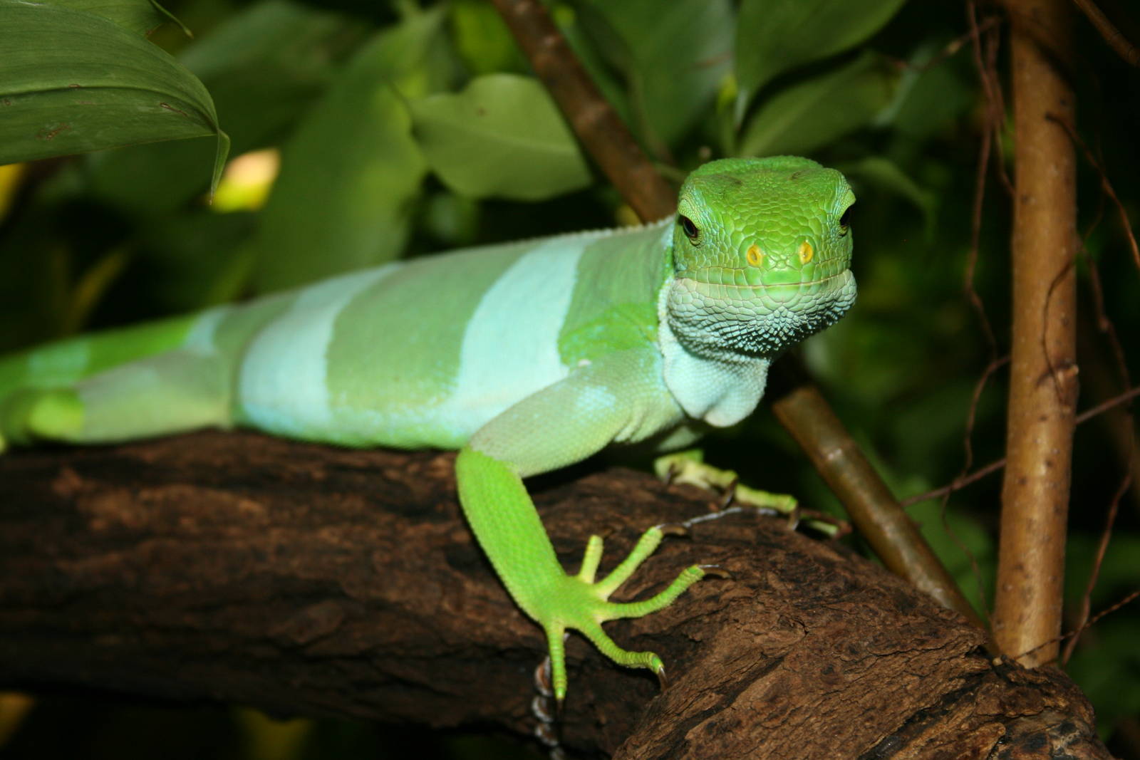 iguana -do you know what kind? zoo trip europe 2008