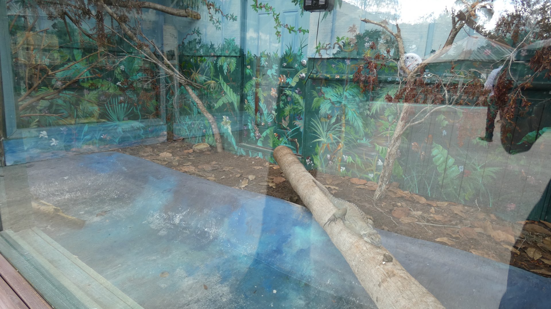 Iguana Enclosure (Unsigned) - Jan. 2022
