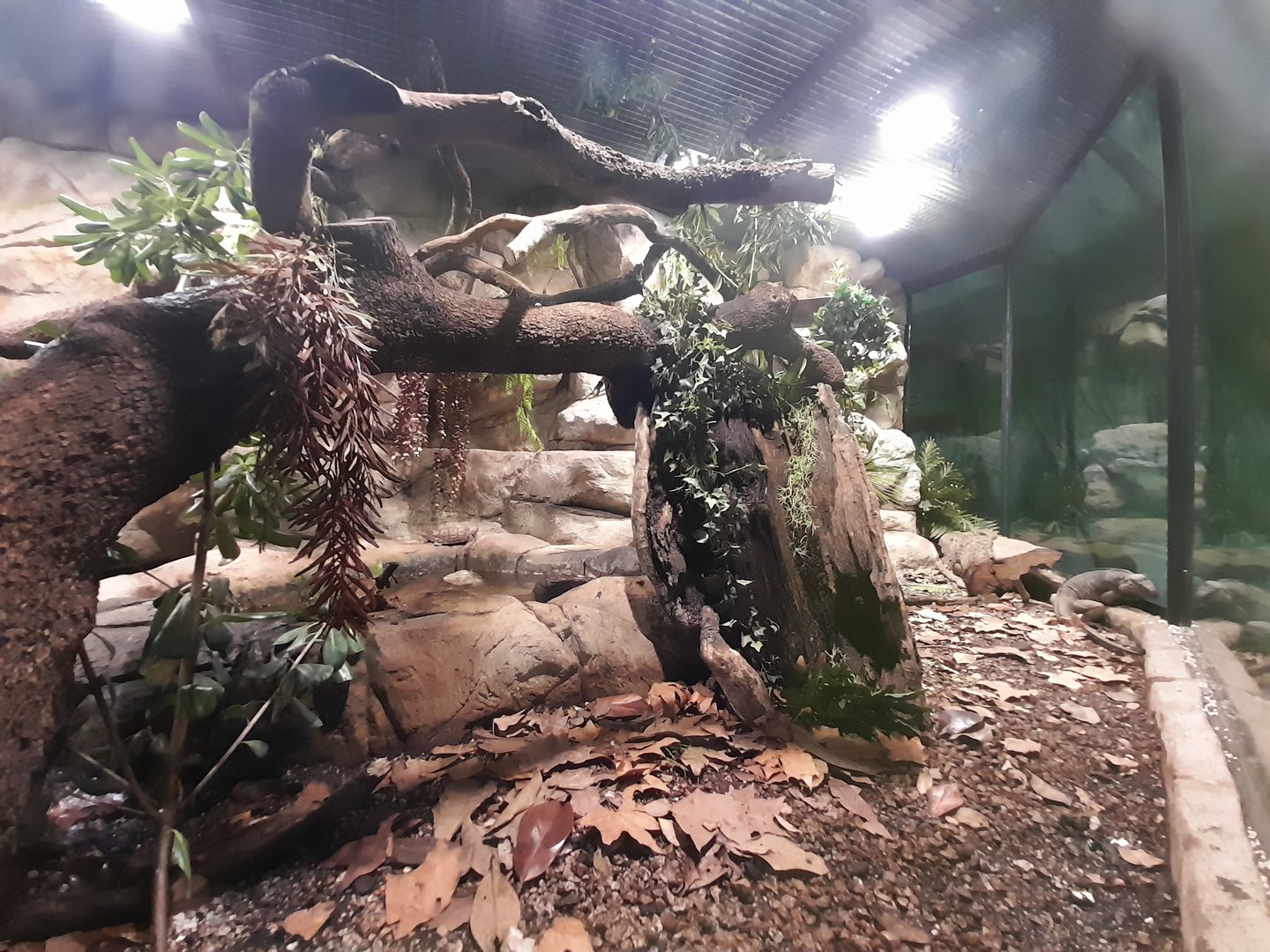 Iguana - enclosure
