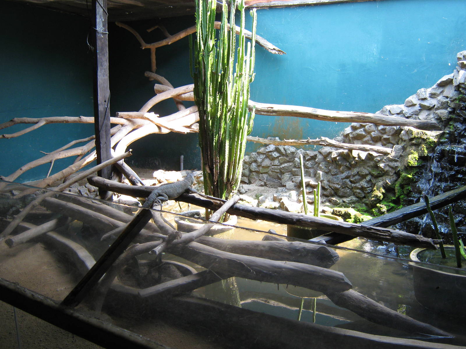 iguana enclosure