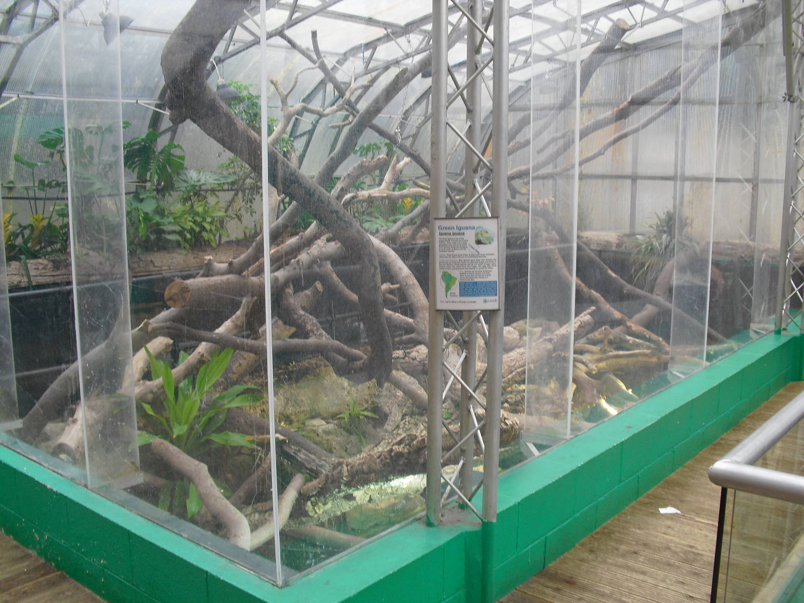 Iguana Exhibit - 12/10/2011