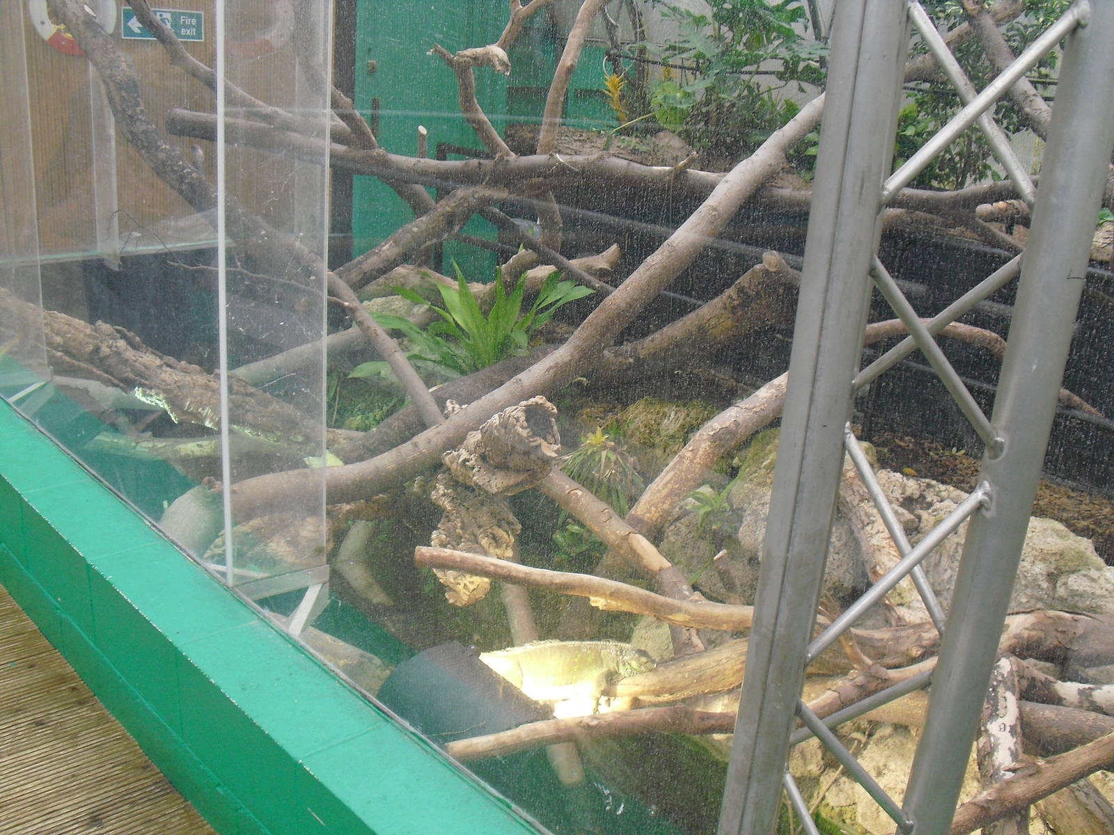 Iguana Exhibit - 12/10/2011