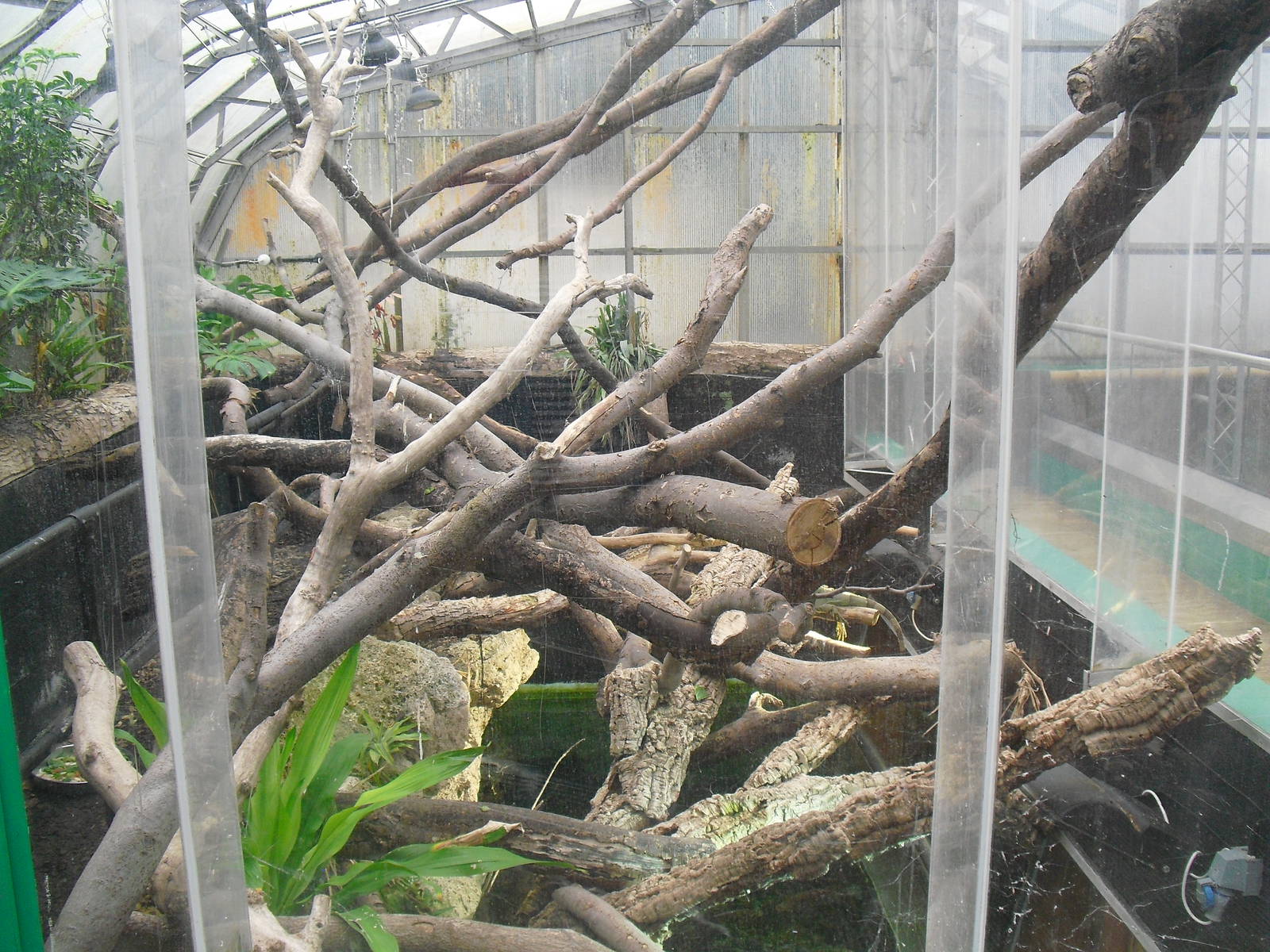 Iguana Exhibit - 12/10/2011
