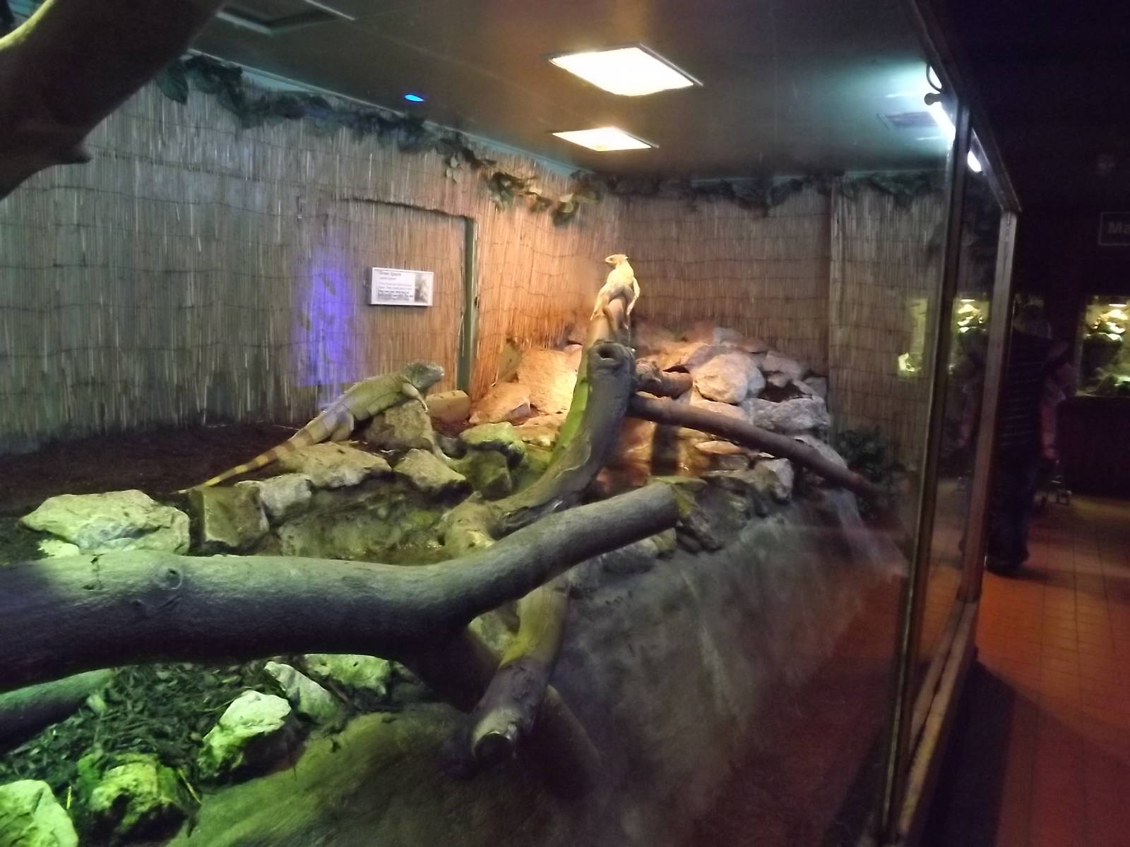 Iguana exhibit at Knowsley Safari Park 08/09/12