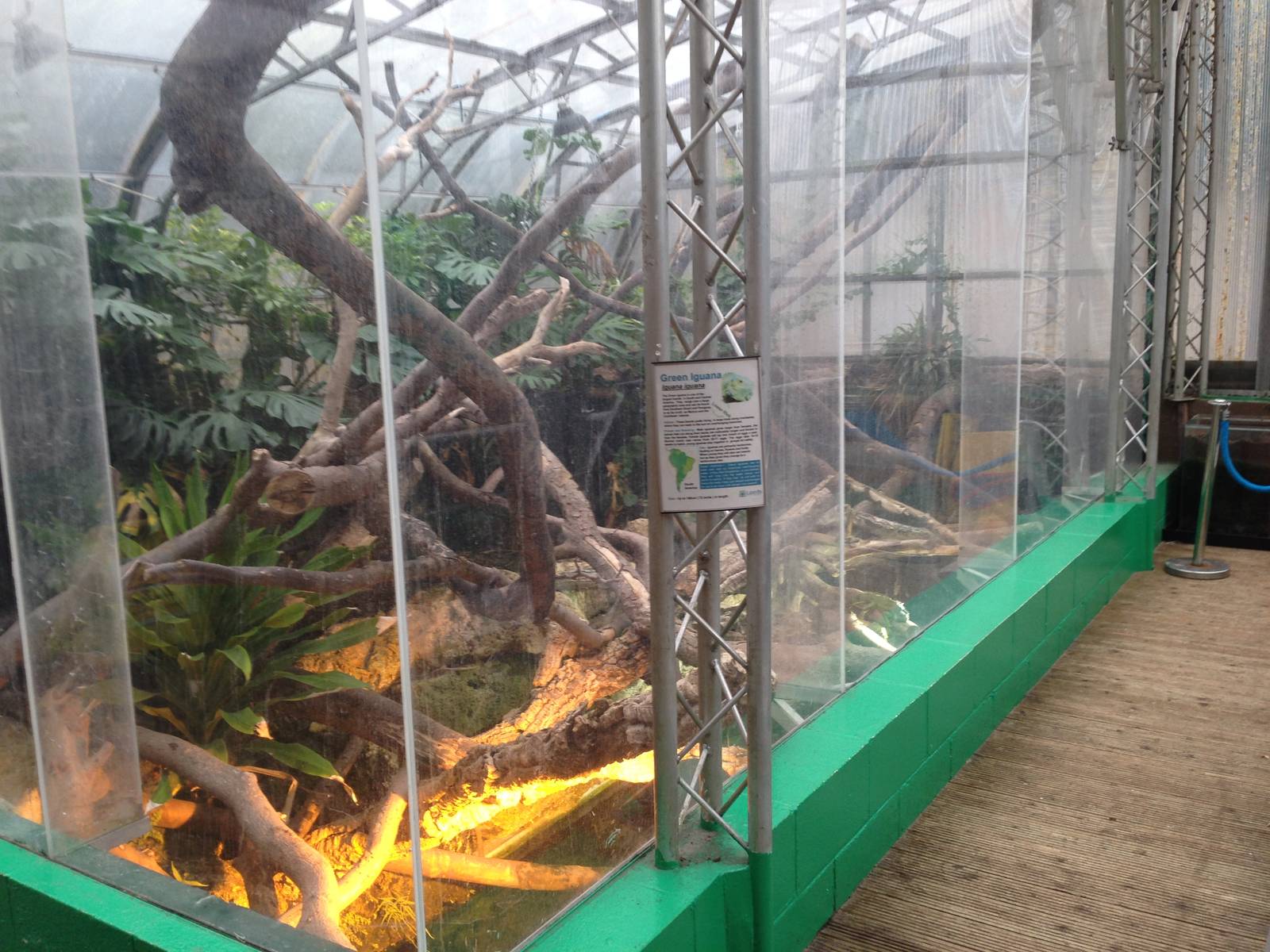 Iguana Exhibit at Tropical World - 02/10/2013