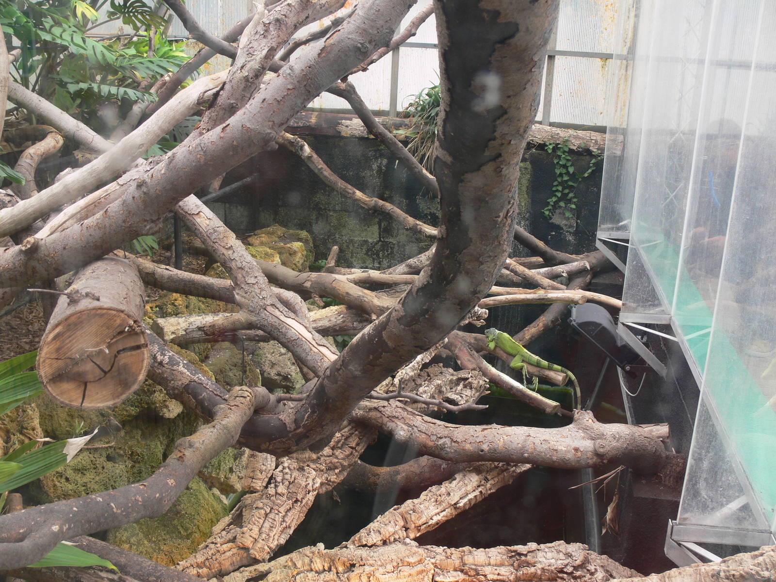 Iguana exhibit at Tropical World, 30/06/13