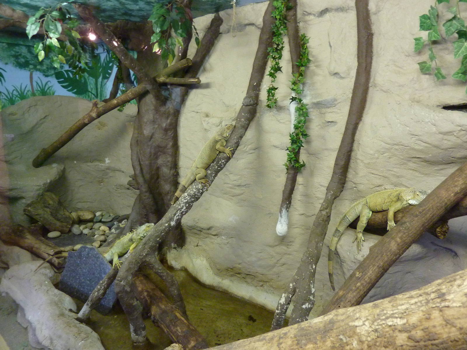 Iguana Exhibit