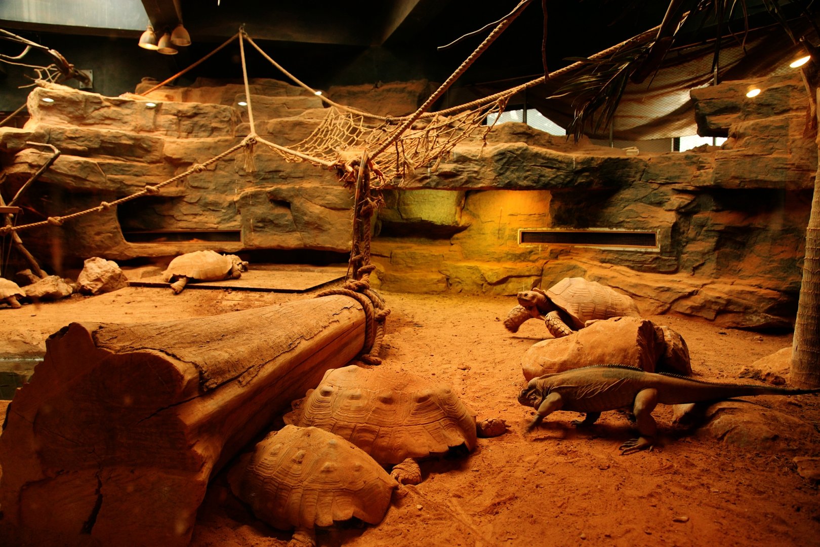 Iguana exhibit