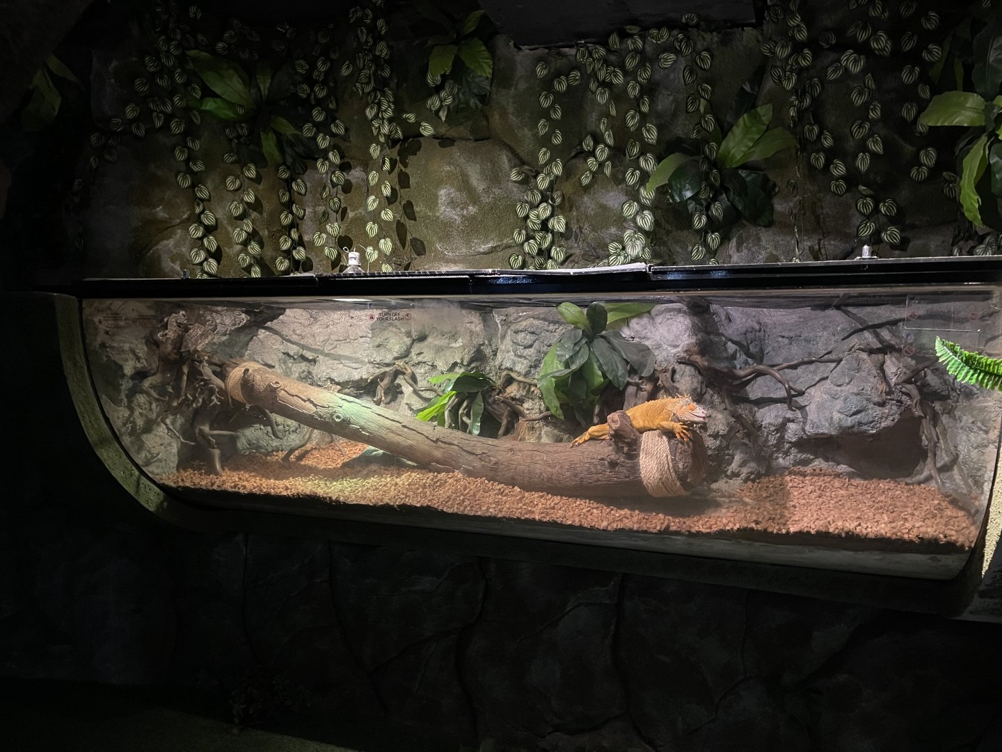iguana exhibit