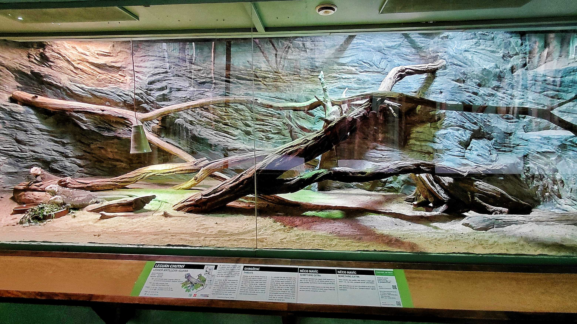 Iguana exhibit