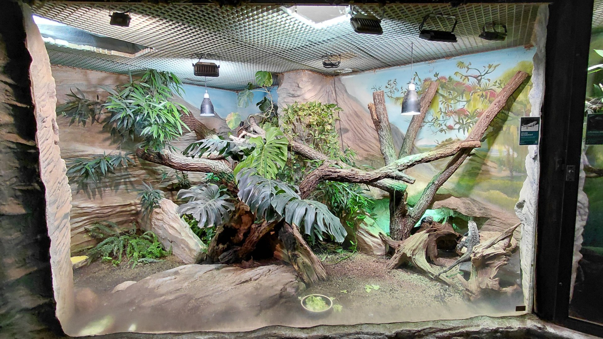Iguana exhibit
