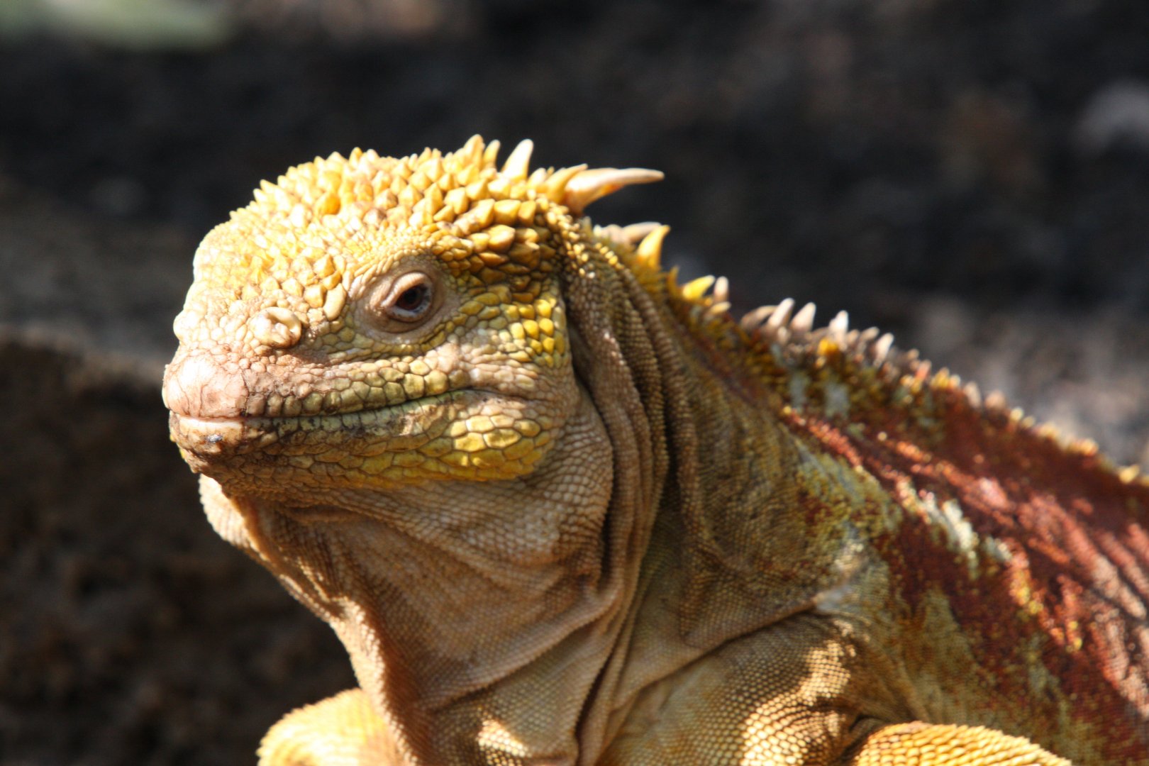Iguana- February 2012
