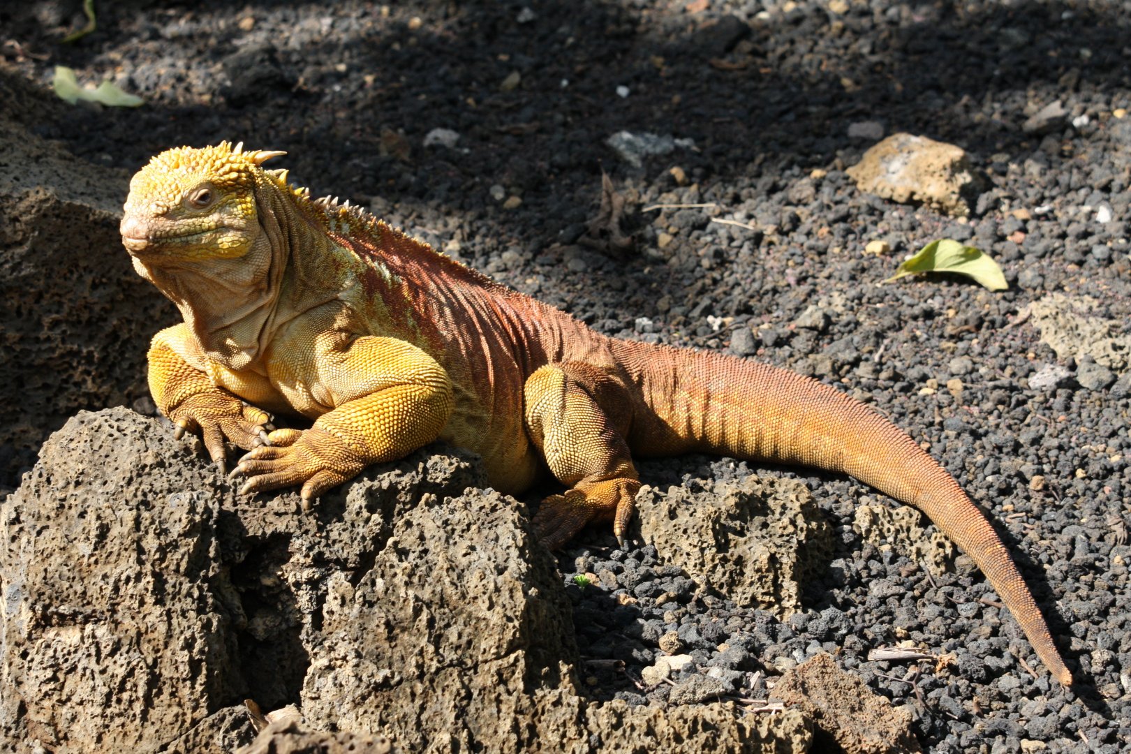 Iguana- February 2012