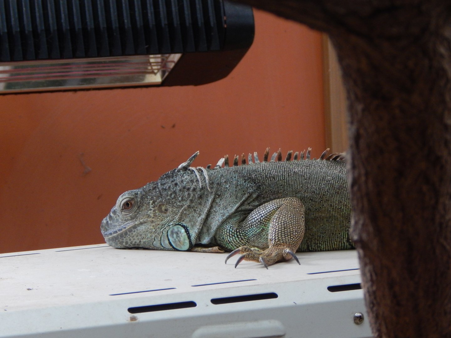 Iguana Forest - Common green iguana 110925
