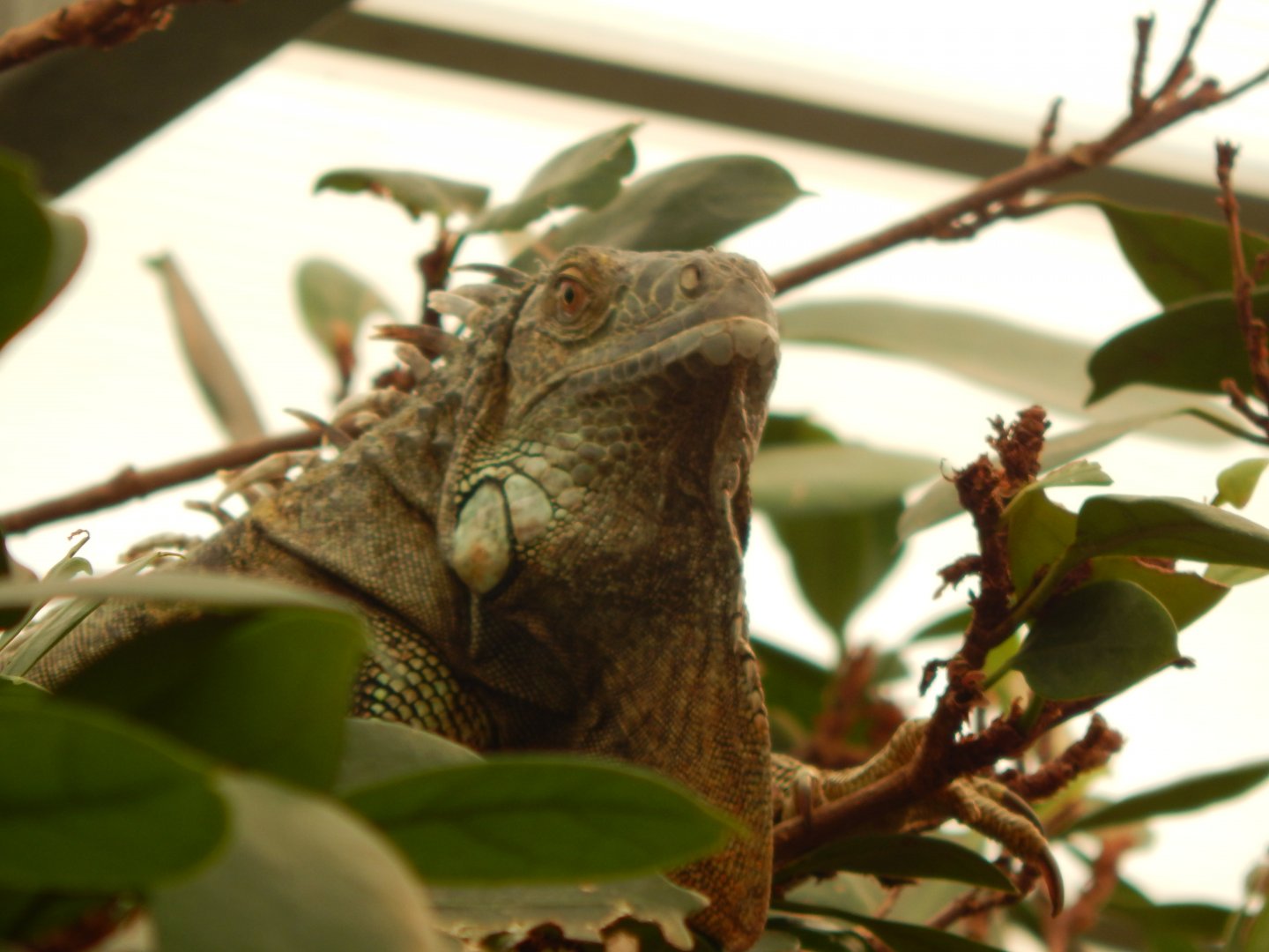 Iguana Forest - Common green iguana 110925