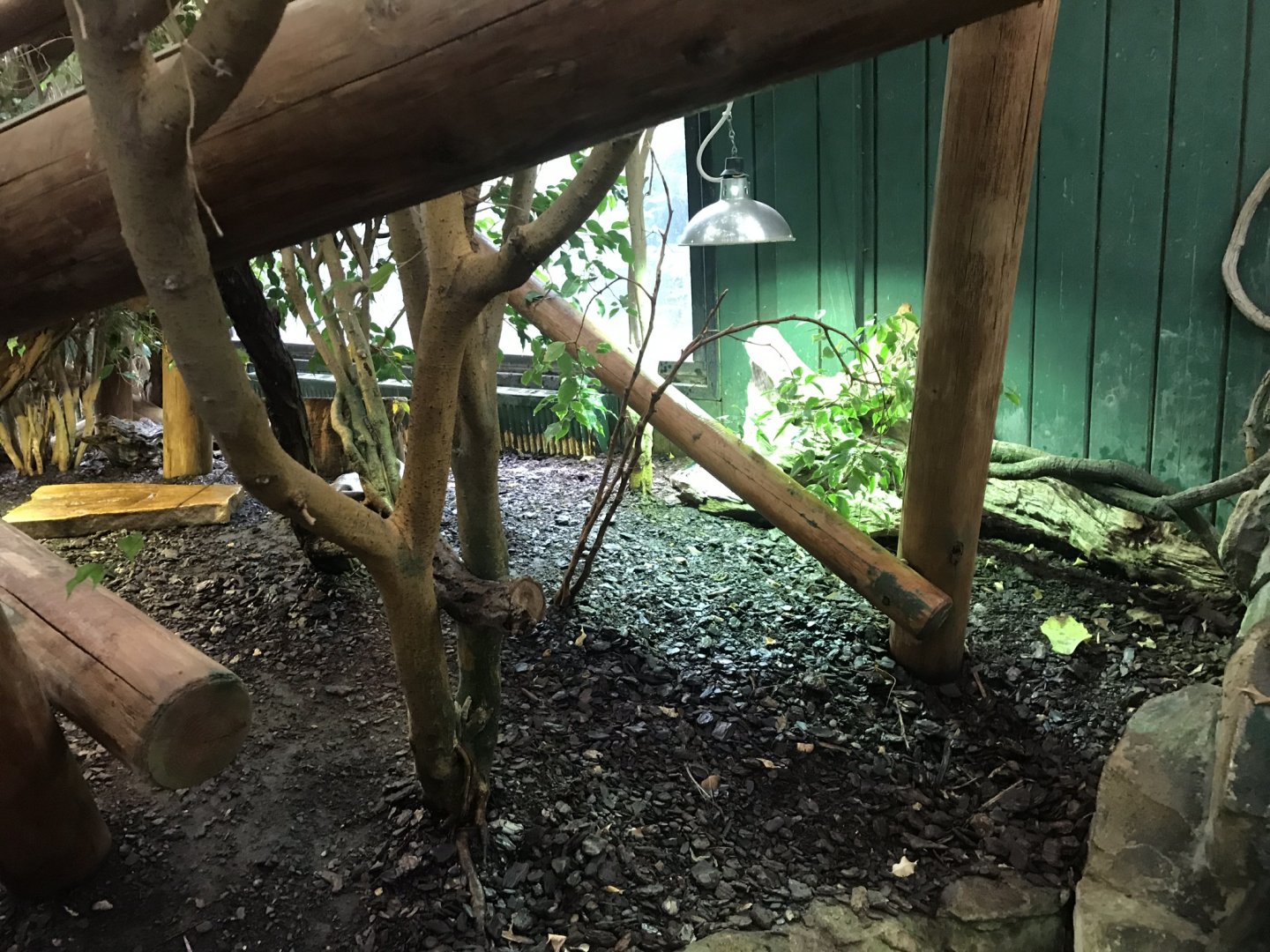 Iguana Forest exhibit 050819