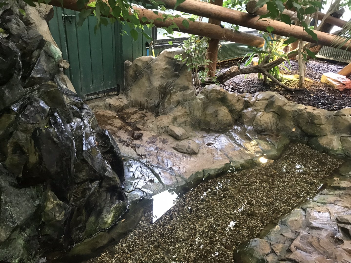 Iguana Forest exhibit 050819
