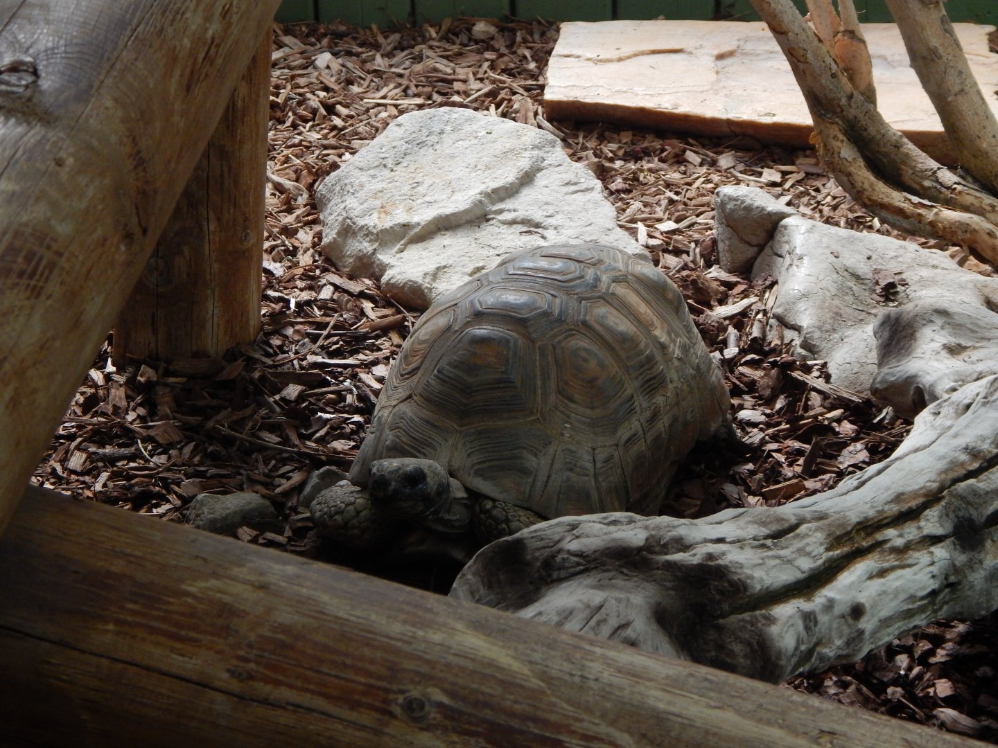 Iguana Forest - Yellow-footed tortoise 110925