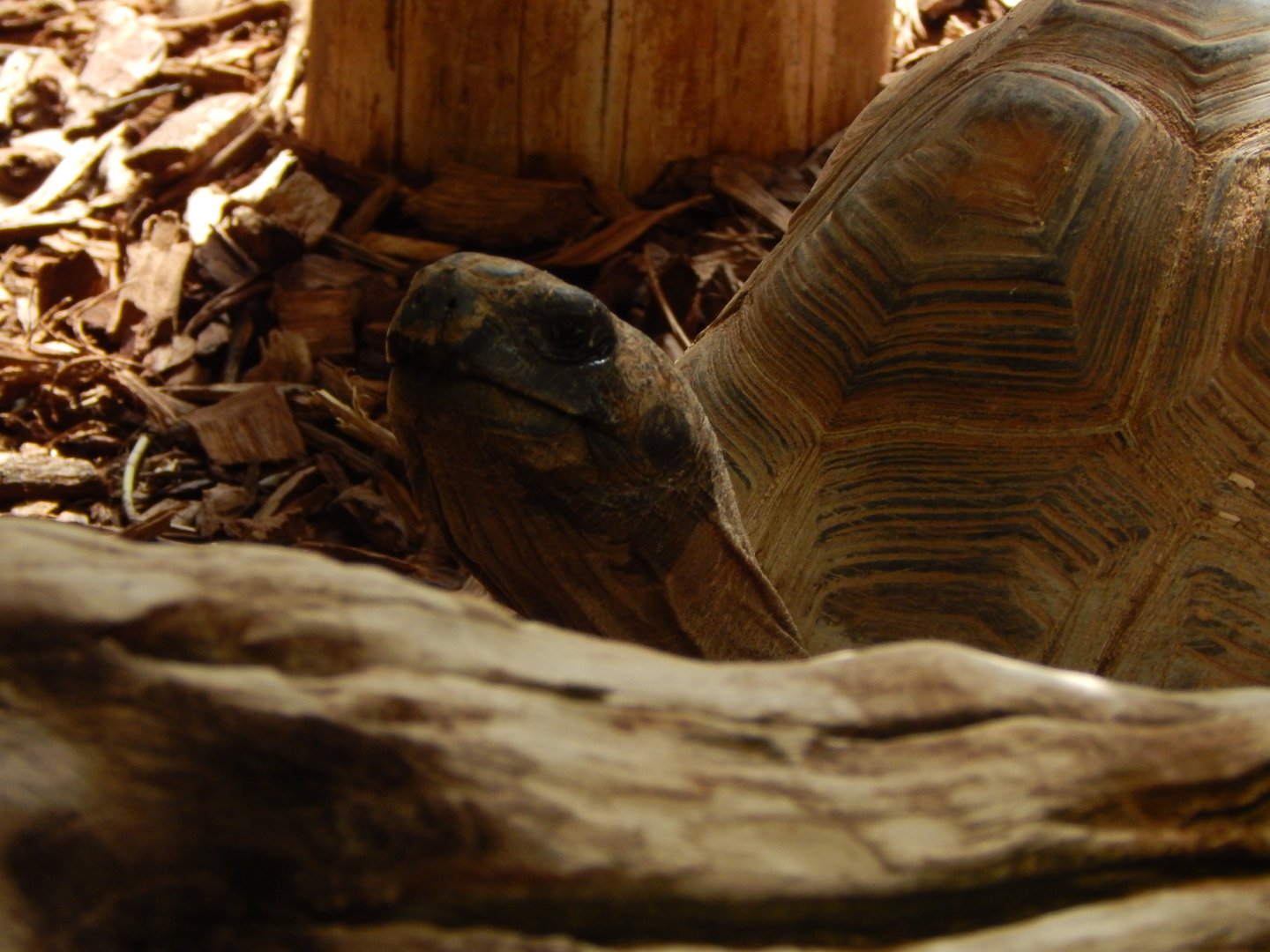 Iguana Forest - Yellow-footed tortoise 110925