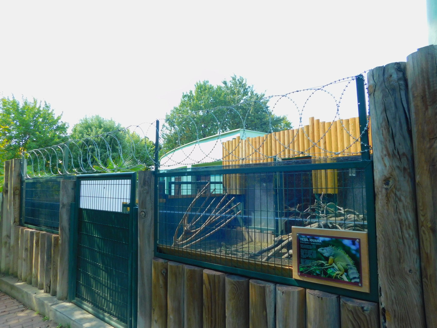 Iguana hatchling enclosure