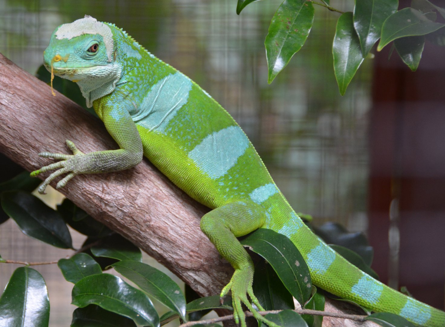 Iguana  ID?  Fiji