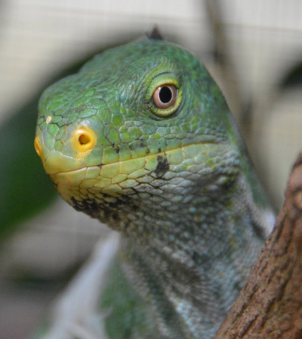 Iguana. ID?  Fiji