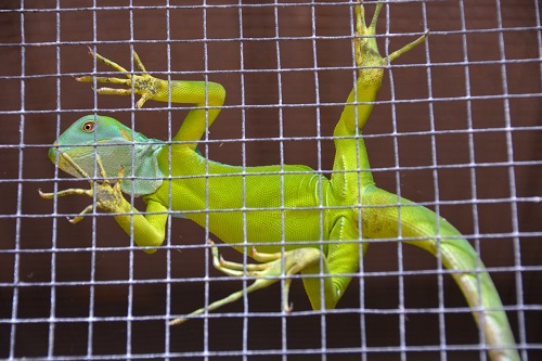Iguana  ID?   Fiji