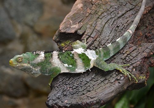 Iguana  ID?   Fiji