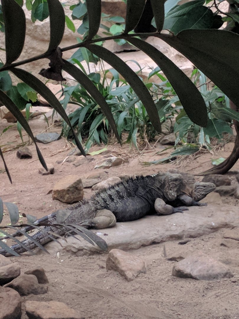 Iguana ID Zoo Praha 2018
