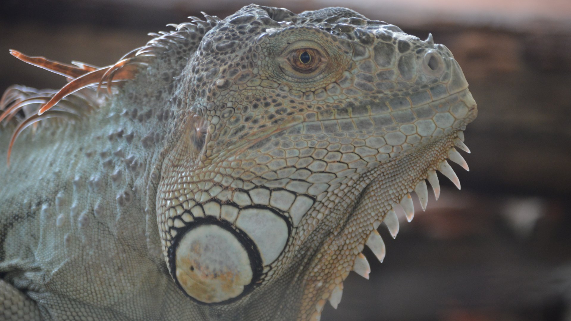 Iguana iguana (Charizard)