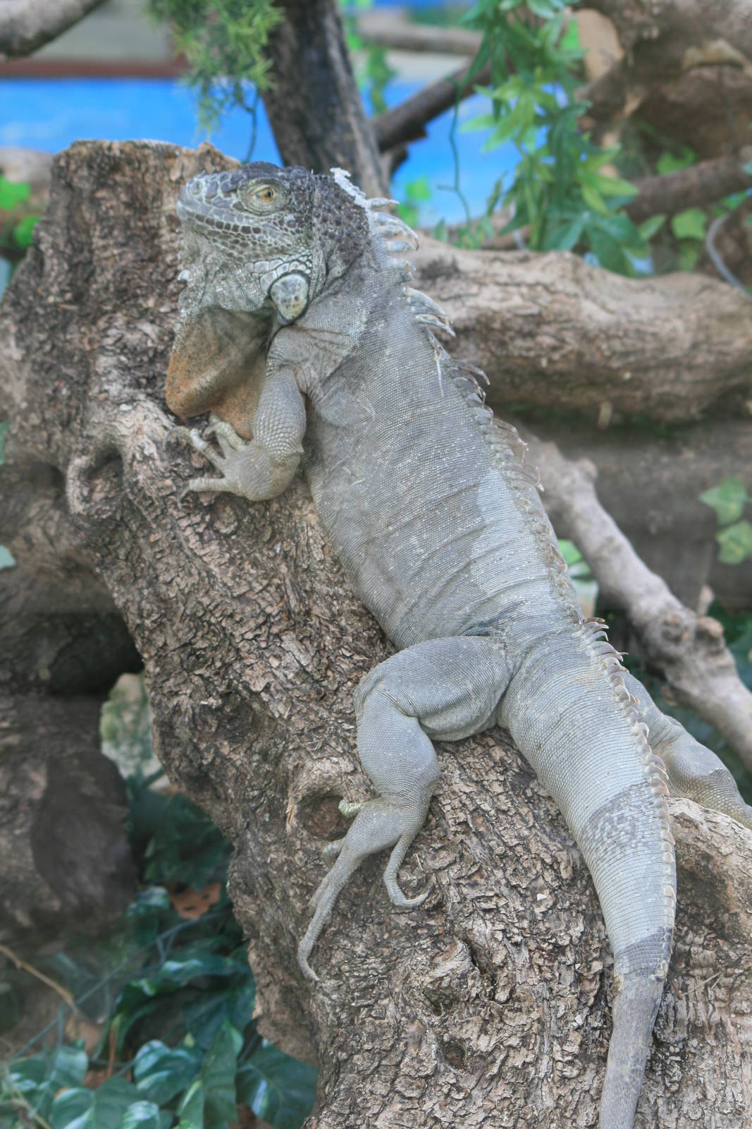 Iguana iguana outdoor