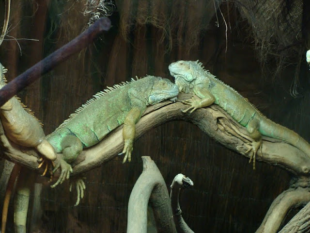 Iguana iguana