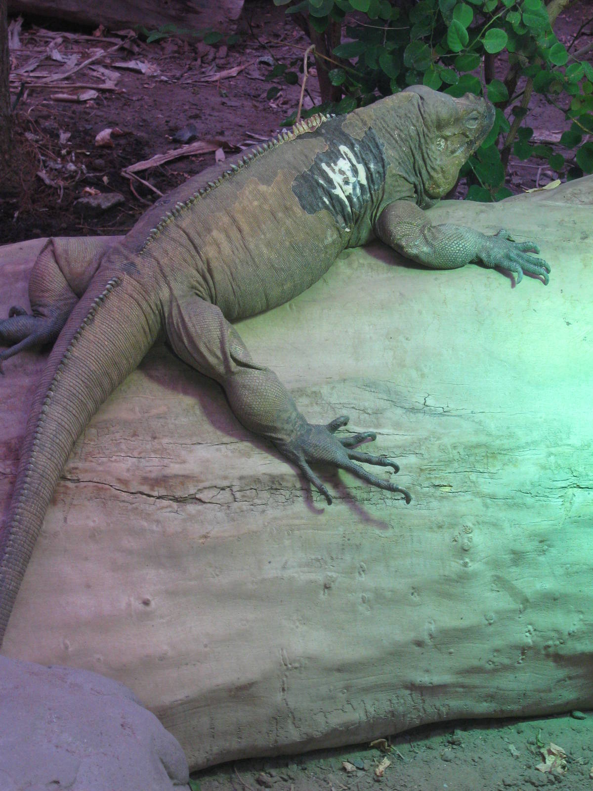 Iguana in Islands in Danger