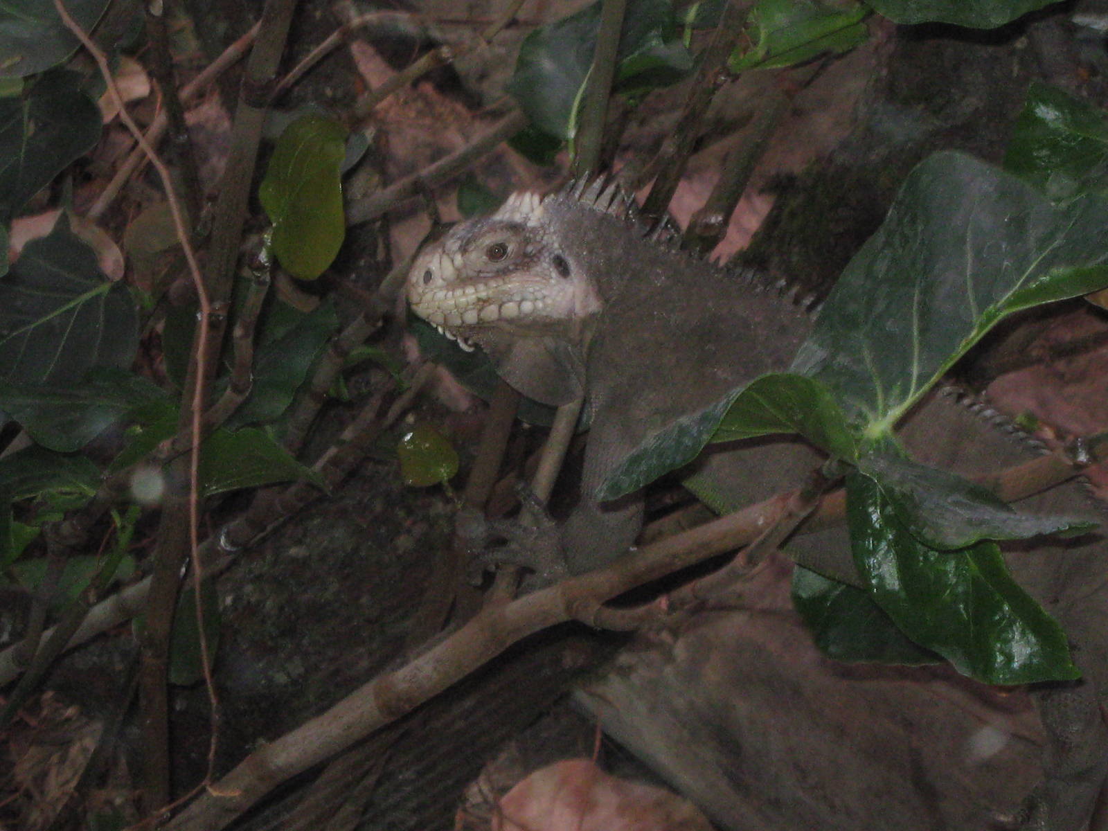 Iguana in Islands in Danger
